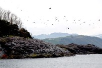 GÖÇMEN KUŞLAR - Giresun Adası Binlerce Kuşu Konuk Ediyor