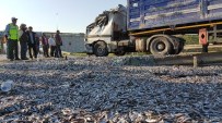 Hamsi Yüklü Tır Devrildi Açıklaması 1 Yaralı