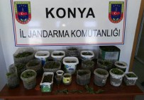 Konya'da 450 Kök Hint Keneviri Ele Geçirildi