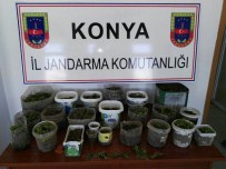 Seydişehir'de Kenevir Operasyonu