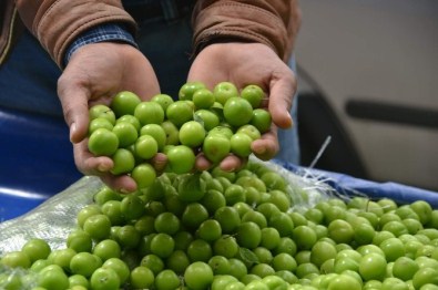 200 TL'den Alıcı Bulan Erik, Kilosu 12 TL'ye Düşünce Elde Kaldı