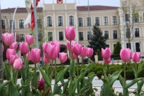 Bolu'ya 500 Bin Adet Lale Dikildi