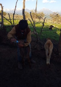 Memesiz İnek Şaşkınlığı