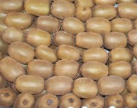 Uzunlar Açıklaması 'Yaşanan 'Zirai Don' Rekolteyi Etkilemez'