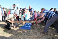 Bodrum'da Pedasa Festivali Başlıyor