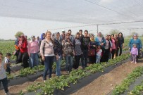 KARACAÖREN - Düziçi'nde Kaymakamlık Çileği Projesi