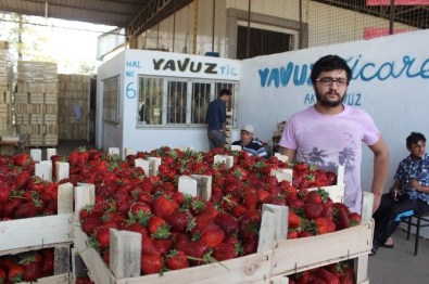 Çileğin Tadı Kaçmaya Başladı