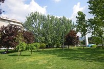 BENZERLIK - Kavakların Suçu Ne?