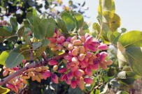 TÜRK STANDARTLARI ENSTİTÜSÜ - Kırmızı Kabuklu Antepfıstığına TSE Standardı