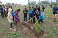 4000 Adet Çam İle Çınar Fidanları Toprakla Buluştu