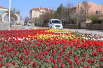 LALE SOĞANI - Bünyan 20 Bin Lale İle Renklendi