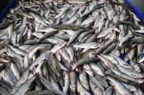 CUMA HUTBESİ - İnci Kefali Yasağı Yarın Başlıyor