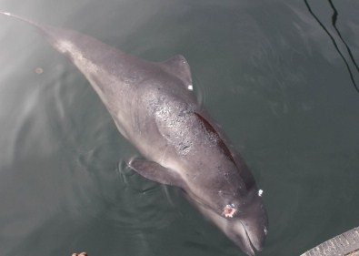 Yavru Yunusu Av Tüfeğiyle Vurdular