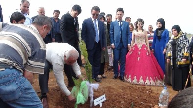 Yeni Evlenen Çift Davul Zurnayla Fidan Dikti