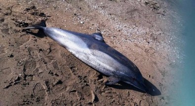 Yunus Balığı Karaya Vurdu