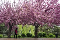 DÜĞÜN FOTOĞRAFI - Dikmen Vadisi'nin Büyüleyici Çiçek Koridoru
