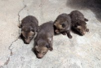 ORMAN MUHAFAZA MEMURU - Evin Mutfağına Giren Tilki Dördüz Doğurdu