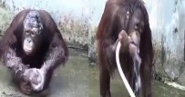 ORANGUTAN - Hortumla Yıkanan Orangutan Şaşırtıyor