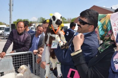 Malatya'Da En İyi Kuzu Yarışması Yapıldı