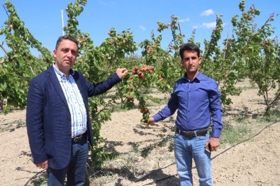 Mersin'de Erkenci Kayısı Hasadı 15 Gün Önce Başladı