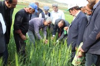 KEMERKAYA - Süne İle Mücadele Başladı