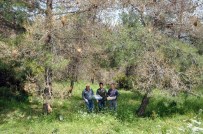 TOSUNLAR - Zararlı Böcekleri Yok Edecek Faydalı Böcek Üretildi