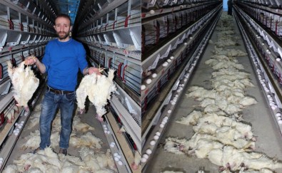 Elektrikler kesildi 40 bin tavuk telef oldu
