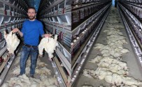 TANDOĞAN - Elektrikler kesildi 40 bin tavuk telef oldu