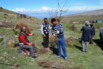 KUŞBURNU - Iğdır'da Yaban Hayata Meyve Fidanı Dikildi