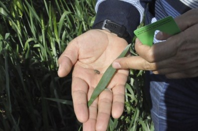 Kahta İlçesinde Süne İle Mücadele Başladı