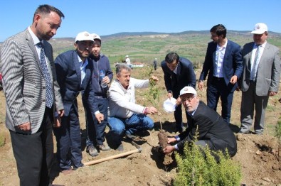 Kütahya'da Kutlu Doğum Anısına Fidan Dikimi