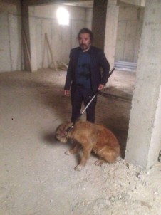 Yaralı Sokak Köpeği Tedavi Altına Alındı