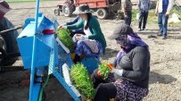 DALAMA - Aydın'da Domates Fideleri Toprakla Buluştu