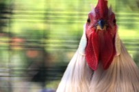 SÜS TAVUĞU - Cins Horozlar Görücüye Çıktı