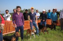 EROL AYDIN - Fermalı Av Köpekleri Yarışması Şölen Havasında Geçti