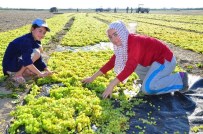 Komşularla Yaşanan Krizler İhracatı Olumsuz Etkiledi