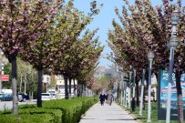 İSTANBUL YOLU - Konya'da Rengarenk Sakuralar Baharı Yaşatıyor