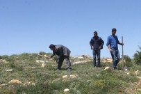 ARTUKLU ÜNIVERSITESI - Mardin'de 'Basın Hatıra Ormanı' Kuruldu
