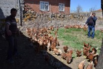 PEKİN ÖRDEĞİ - Nevşehir Ziraat Odası Çiftçilere Tavuk Ve Civciv Dağıttı