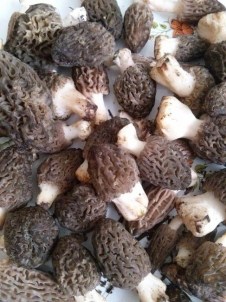 Beyşehir'de 'Kuzugöbeği' Hasadı Başladı