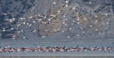 Flamingolar Burdur'u Terk Etmemiş