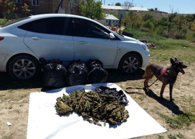Jandarmadan Kaçan Araçta 50 Kilo Esrar Ele Geçirildi