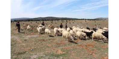 Kayıp Koyunları Jandarma Buldu