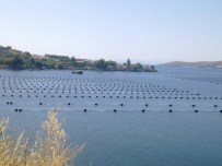 BÜYÜK FELAKET - Marmara Denizi'nde Midye Çiftliği Tehlikesi