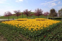 LALE FESTİVALİ - 9. Lale Festivali Başlıyor