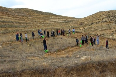 Çankırı'da AK Partili Gençler 4 Bin Fidan Dikecek