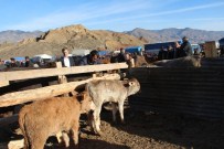 TOSUNLAR - Erkek Dana Altın Oldu