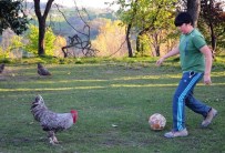 İBRAHIMOVIÇ - Futbol sihirbazı 'Horozoviç'