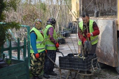 Park Ve Yeşil Alanlara 2 Bin 500 Fidan