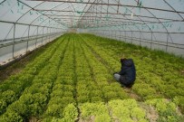 SEBZE ÜRETİMİ - Sinop'ta Örtü Altı Üretim Arttı